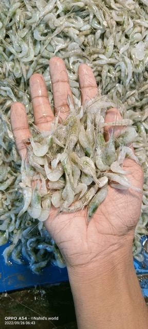 সবজি চিংড়ি